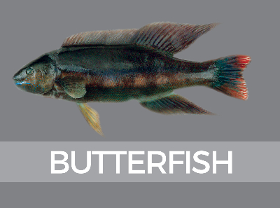 butterfish-species-id